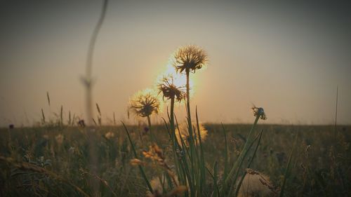 Close-up of thistle on field against sky during sunset