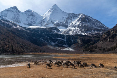 Flock of sheep near snow covered mountain