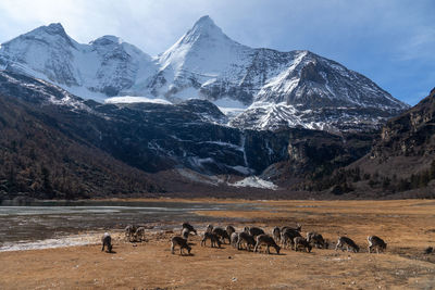 Flock of sheep on snow covered mountain