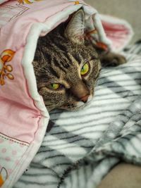 Close-up of cat resting on bed