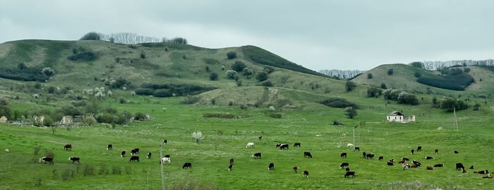 Flock of sheep grazing in a field