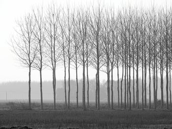 Bare trees on field against sky