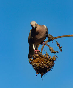 Pigeon feeding on sunflower seeds on dry plant in autumn