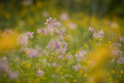 Flowers blooming outdoors