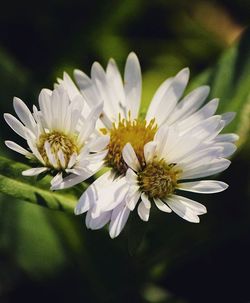 Close-up of white flower