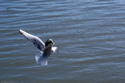 Seagull flying over water