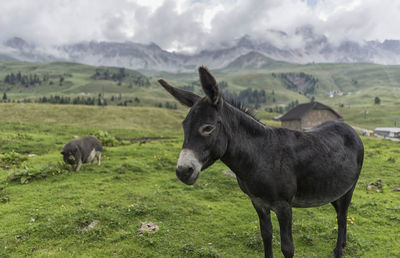 Donkey in a field