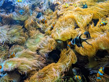 Fish swimming in sea