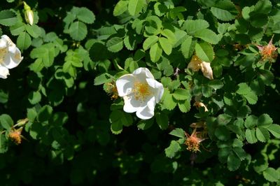 Close-up of white flowering plant