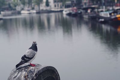 High angle view of pigeon perching on concrete against lake