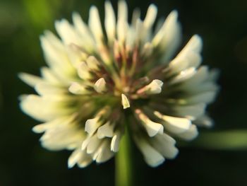 Close-up of white flowers
