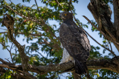 Martial eagle perched on branch looking down