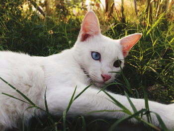 The story of the maewai species of white mani that the naughty people play in the grass.