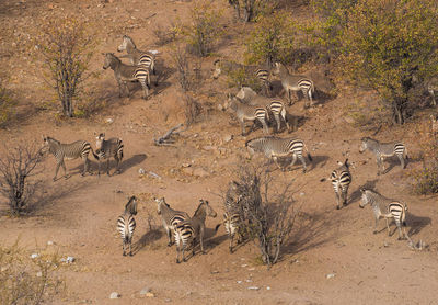 Group of zebras in desert