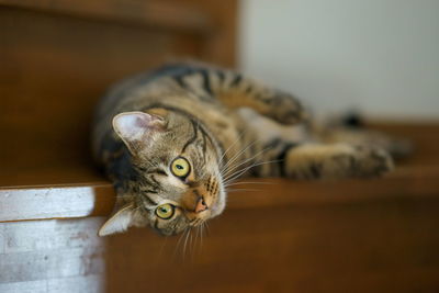 Close-up portrait of cat