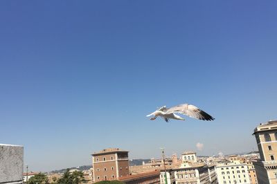 Bird flying over city against blue sky