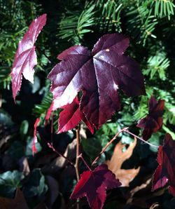 Close-up of leaves
