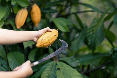 Selective focus bright yellow cocoa in the hand of mature cocoa plantation gardener in asian village 