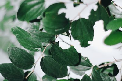 High angle view of leaves