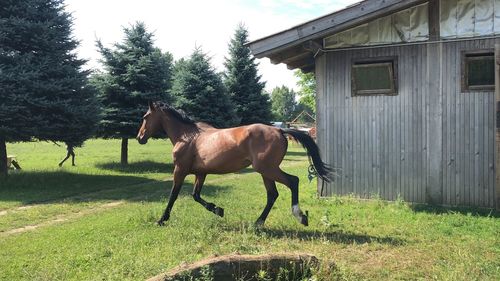 Horse on field