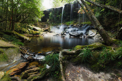 Stream flowing through rocks in forest