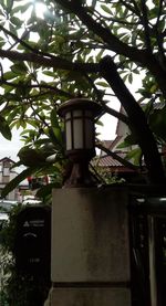 Low angle view of electric lamp on tree