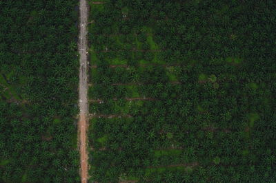 Aerial view of trees on landscape