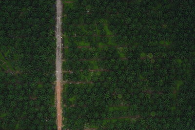 High angle view of trees on field