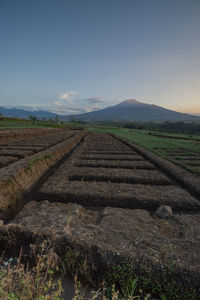 Scenic view of agricultural field against sky