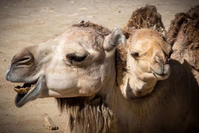 Close-up of camel