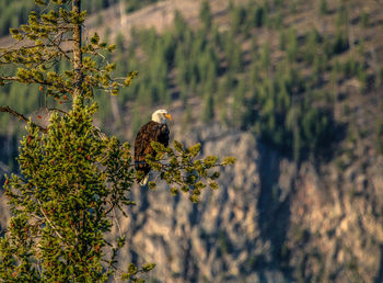 Bird perching on a tree