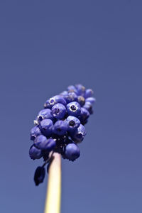 Low angle view of grape hyacinth against blue sky