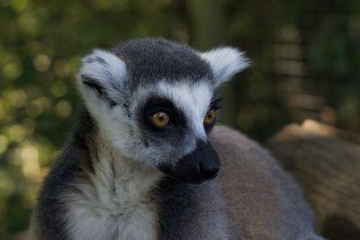 Close-up portrait of an animal