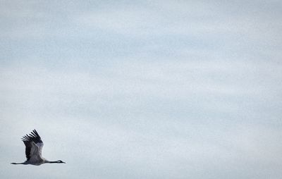 Low angle view of seagull flying against sky