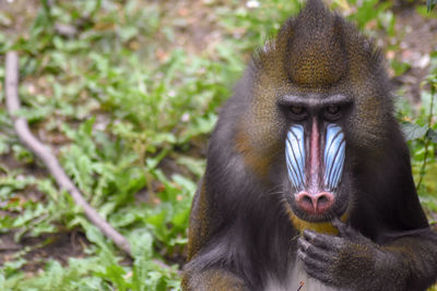 Close-up portrait of a monkey