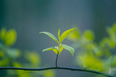 Fresh, green leaves of a bird cherry tree during spring.