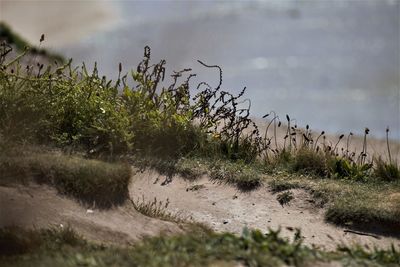 Plants growing on land against sky