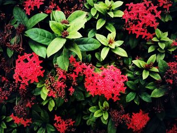 Close-up of pink flowers blooming outdoors