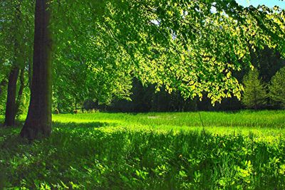 Scenic view of forest