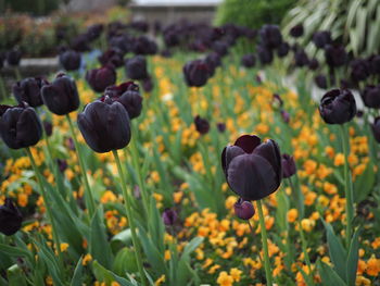 Close-up of purple flowers blooming on field