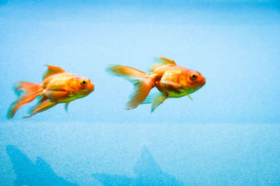 Goldfish swimming in aquarium