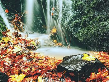 Autumn leaves on rock in forest