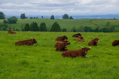 View of sheep on grassy field