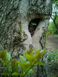 Close-up of tree trunk in forest