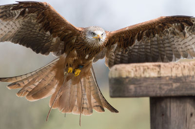 Close-up of red kite flying by wooden railing