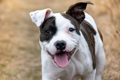 Close-up portrait of a dog