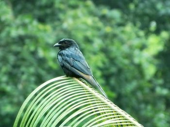 Close-up of insect on white background