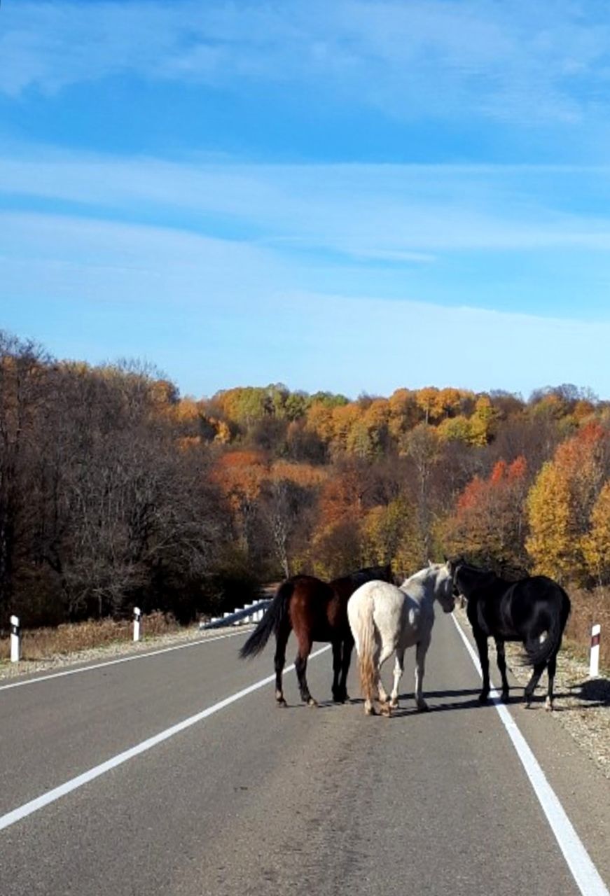 mammal, road, transportation, animal themes, domestic animals, animal, group of animals, livestock, domestic, sky, pets, plant, nature, tree, day, animal wildlife, vertebrate, landscape, herbivorous, walking, no people, outdoors