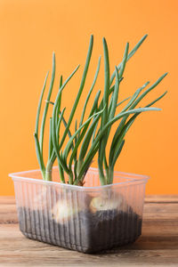 Close-up of potted plant on table against orange background