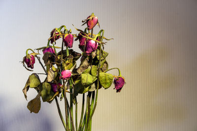 Close-up of wilted plant in vase